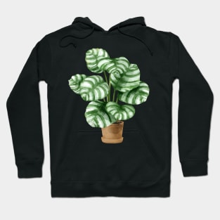 Calathea Orbifolia Plant Hoodie